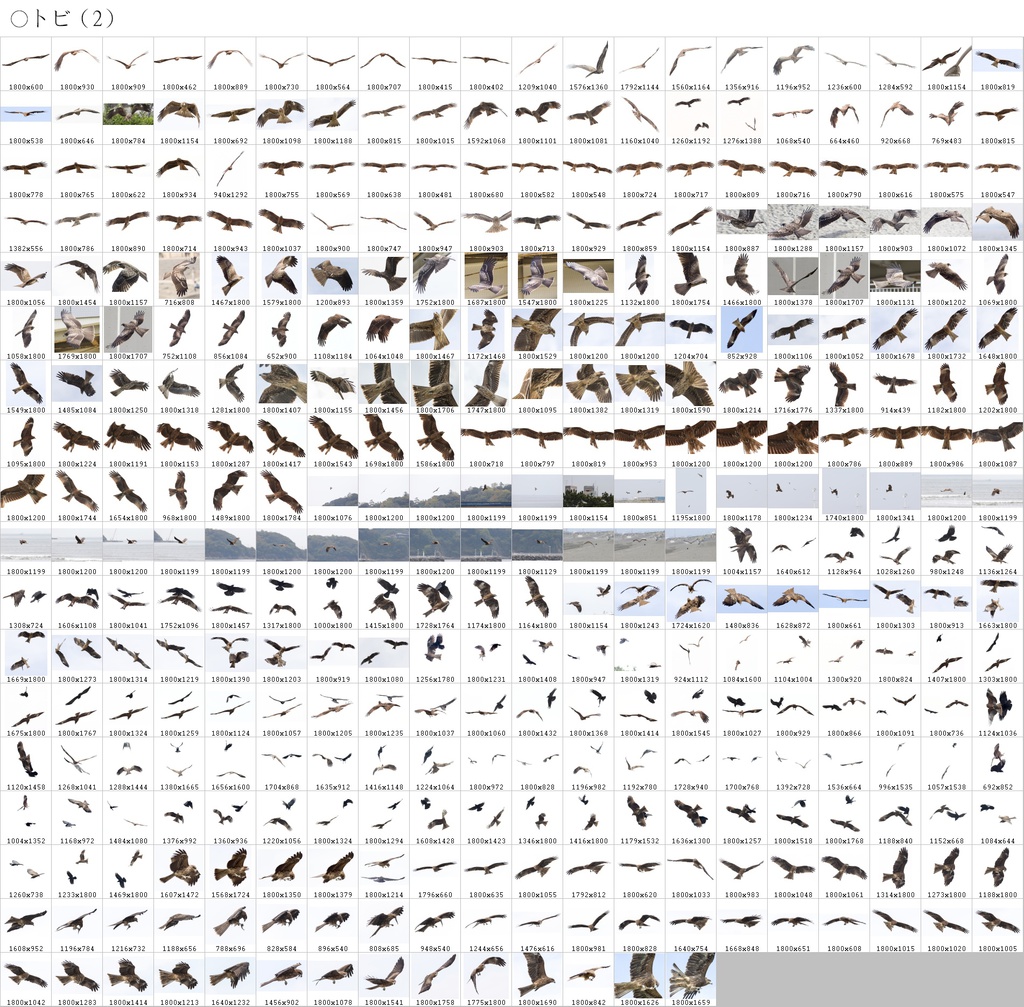 翼のポーズコレクション