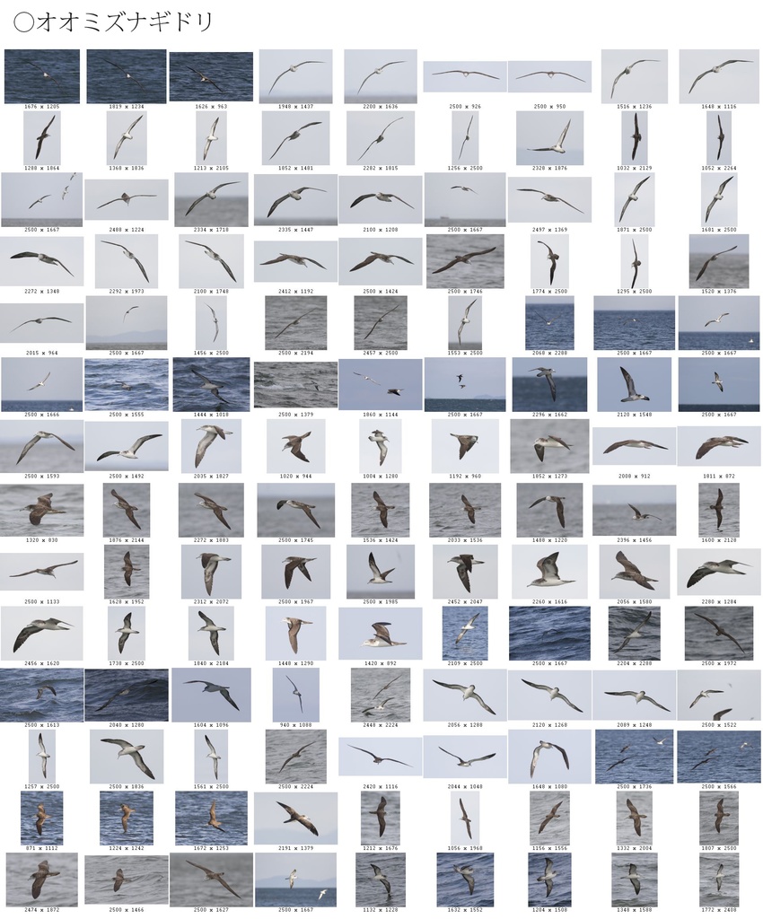 翼のポーズコレクション