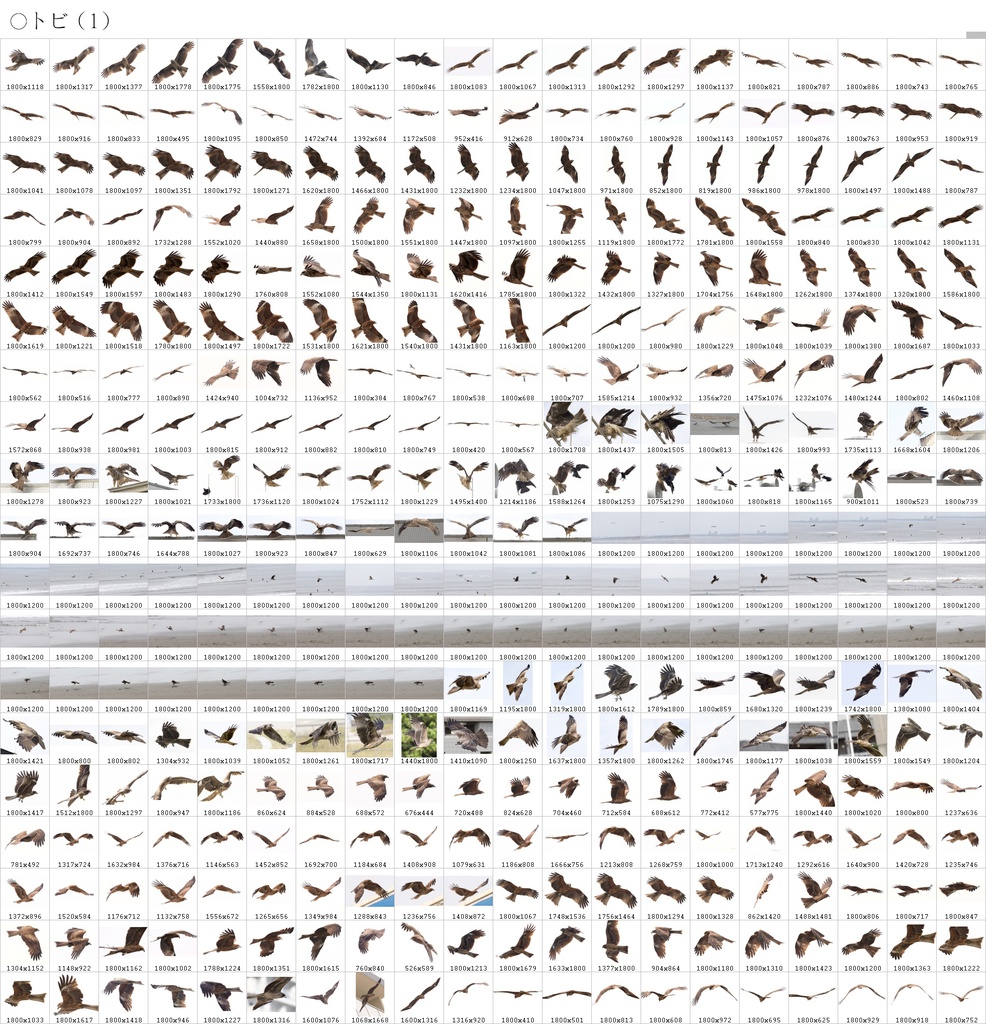 翼のポーズコレクション