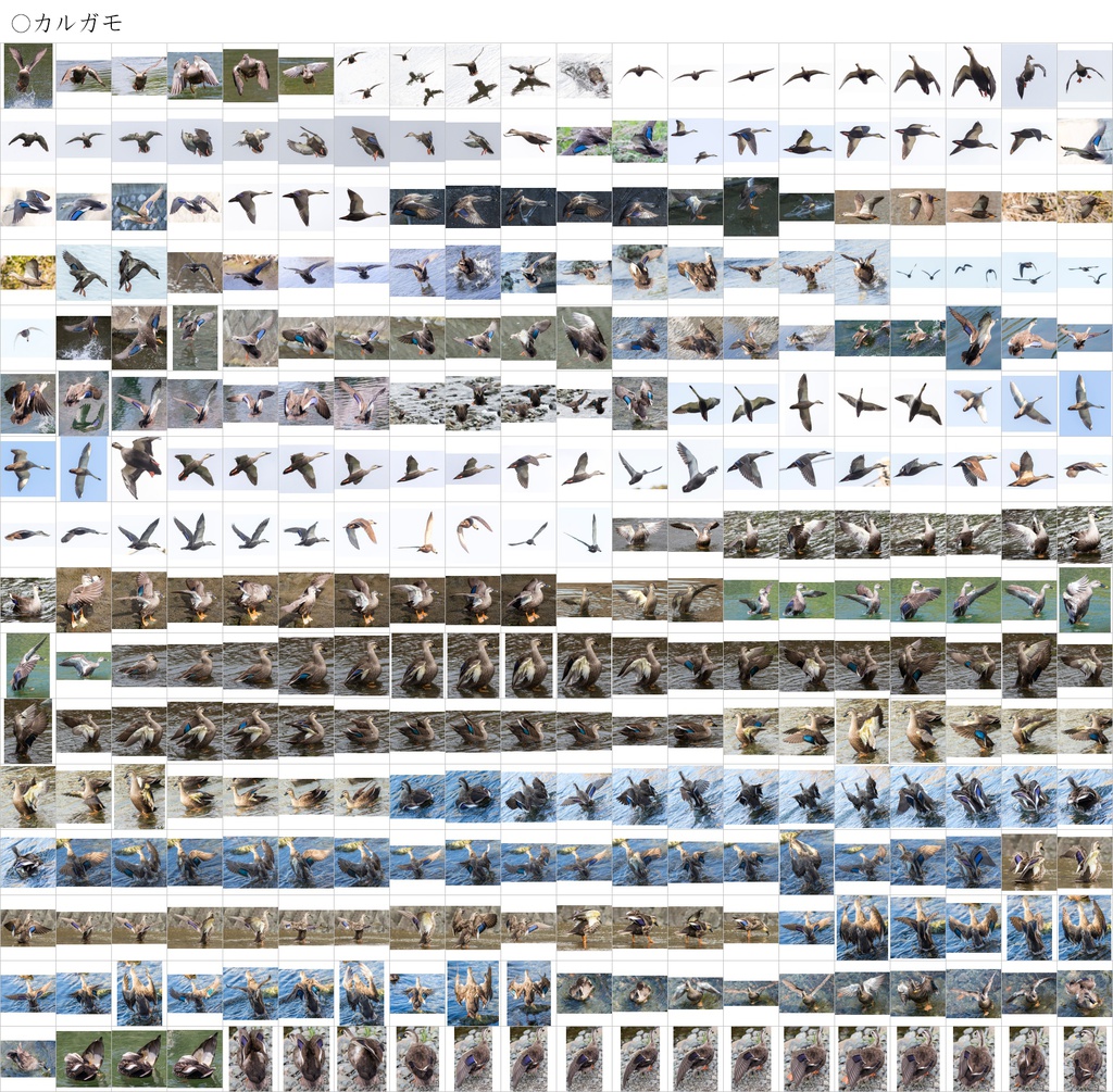 翼のポーズコレクション