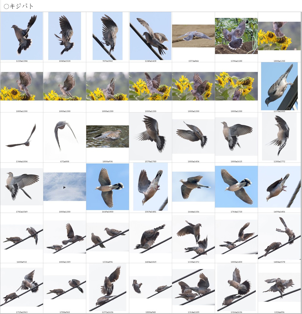 翼のポーズコレクション