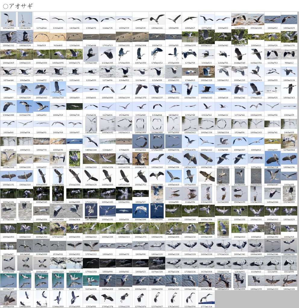 翼のポーズコレクション