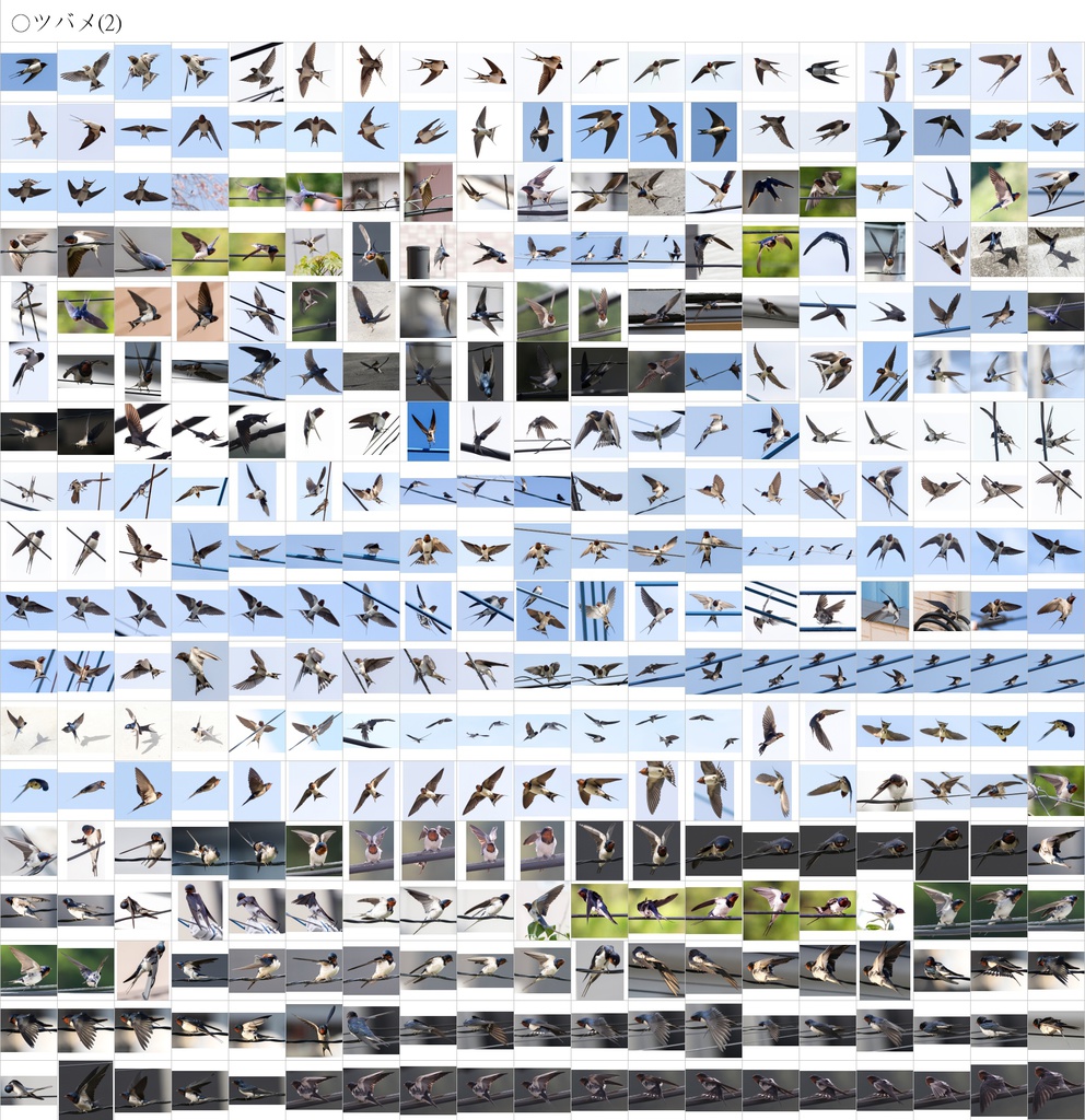 翼のポーズコレクション