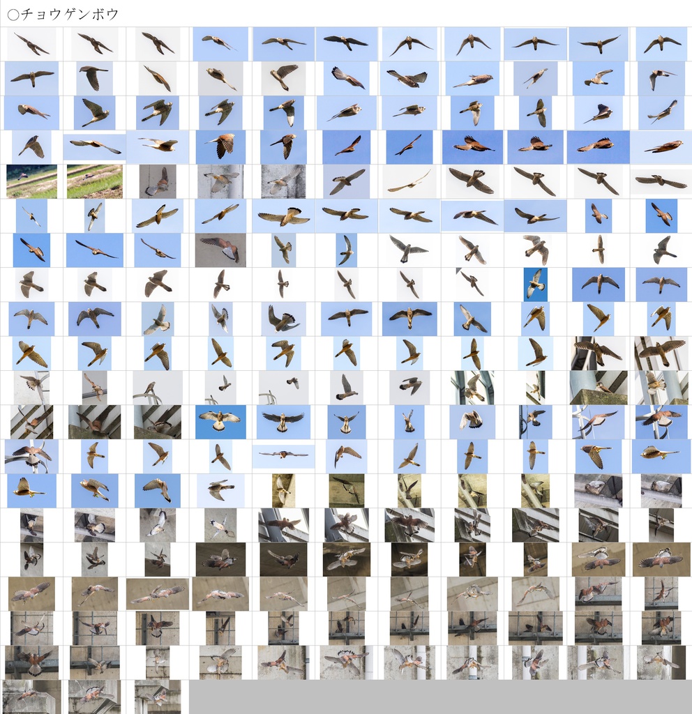 翼のポーズコレクション