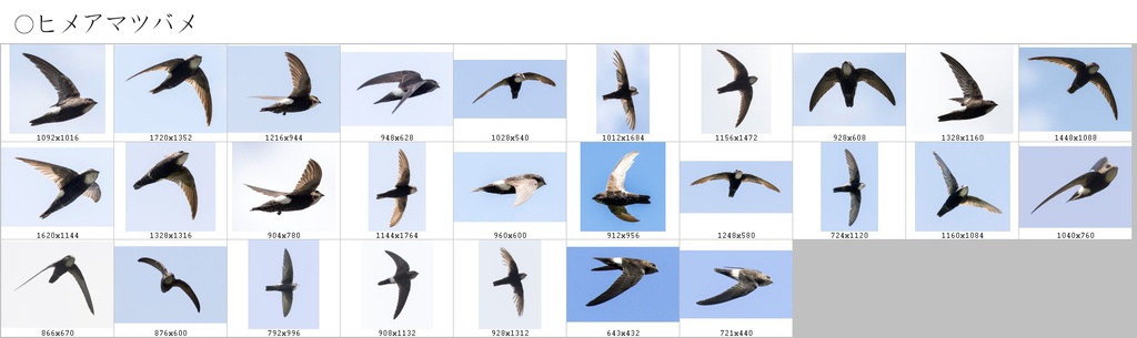 翼のポーズコレクション