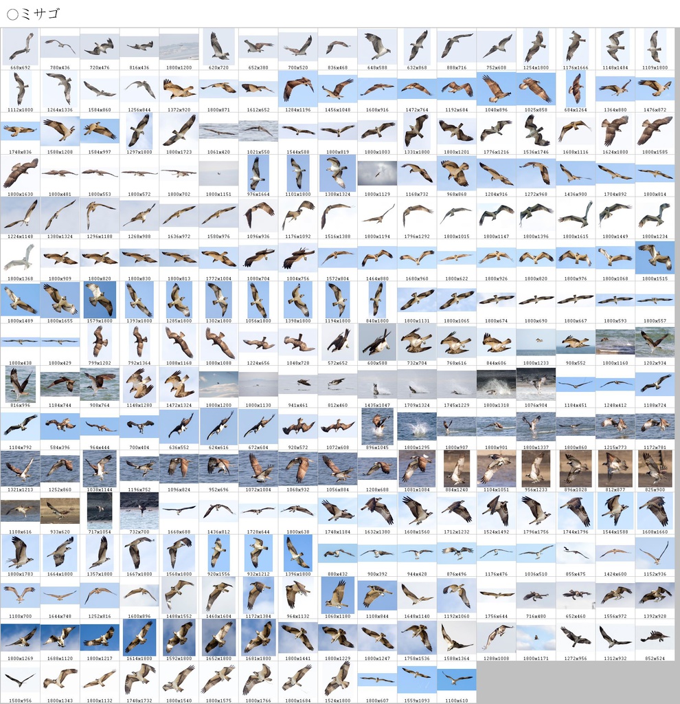 翼のポーズコレクション