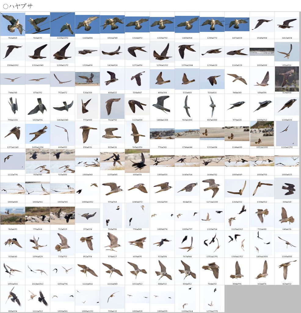 翼のポーズコレクション