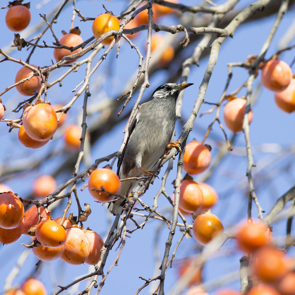 鳥のポーズ・素材集 ムクドリ編