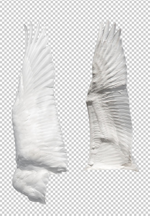 翼の表裏(印刷用)