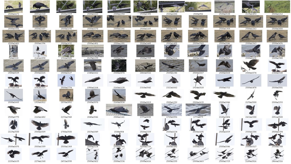 鳥のポーズ・素材集 カラス編