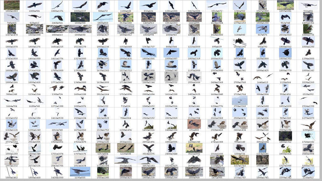 鳥のポーズ・素材集 カラス編