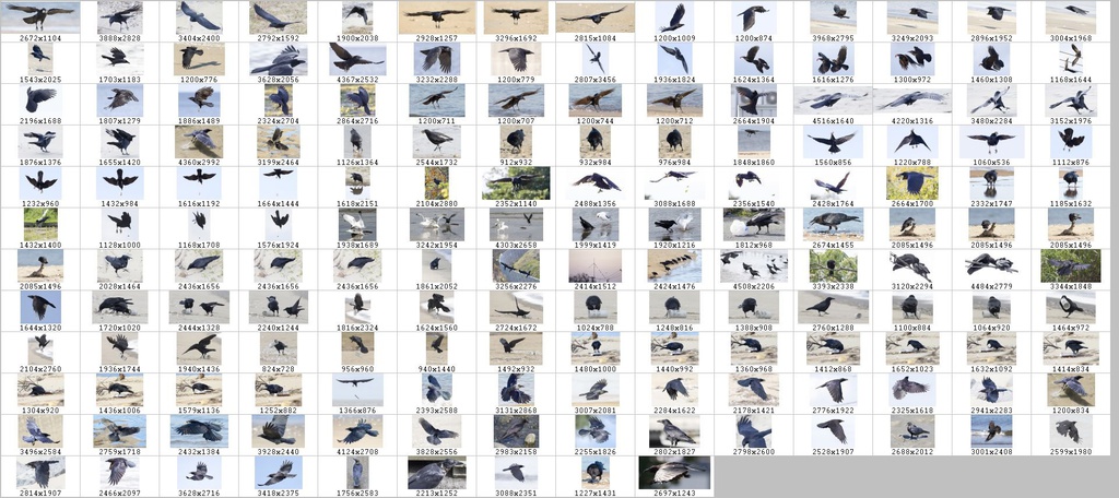 鳥のポーズ・素材集 カラス編