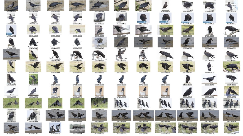 鳥のポーズ・素材集 カラス編