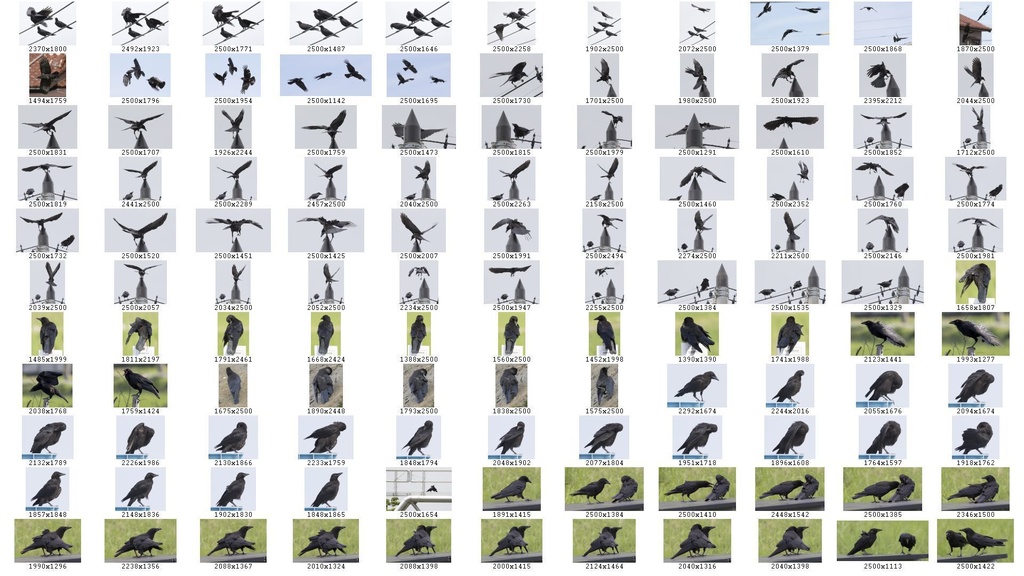 鳥のポーズ・素材集 カラス編