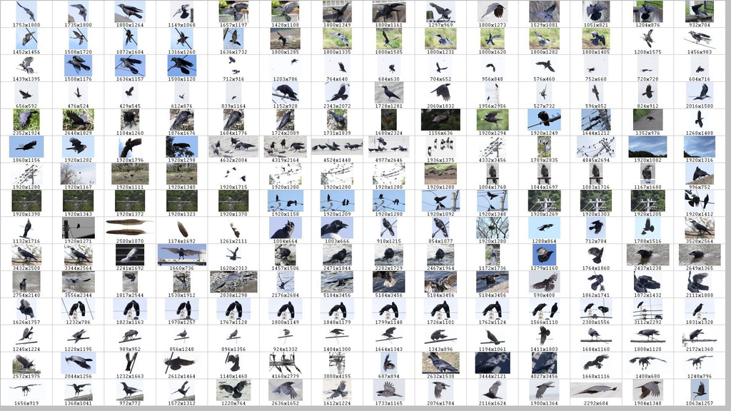 鳥のポーズ・素材集 カラス編