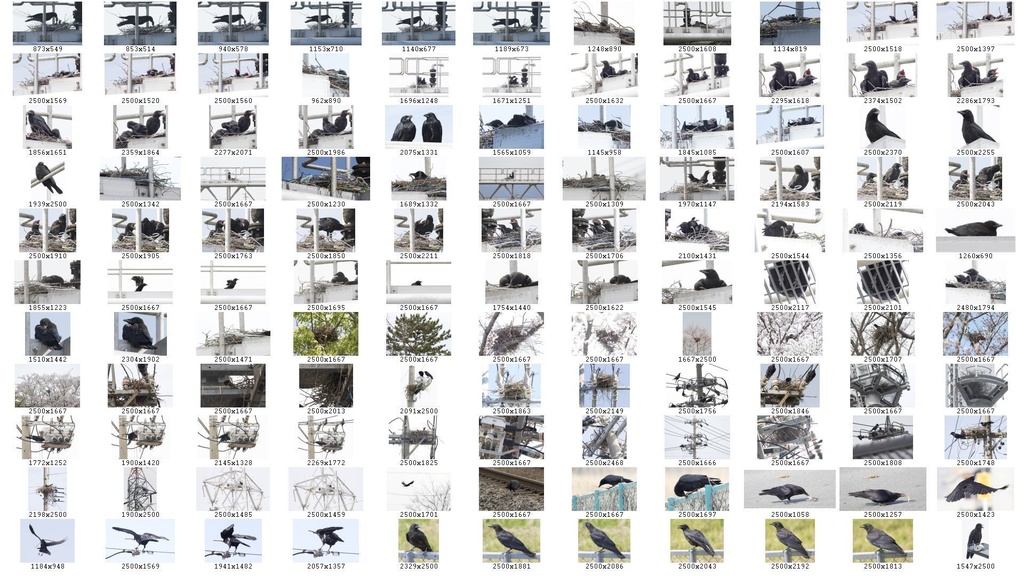 鳥のポーズ・素材集 カラス編