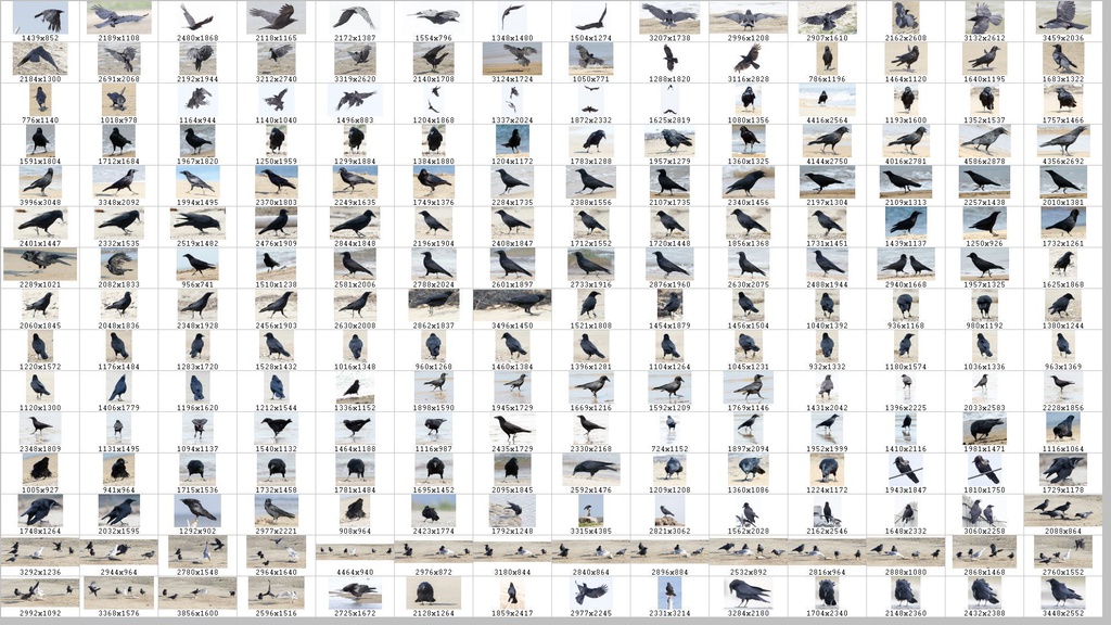 鳥のポーズ・素材集 カラス編