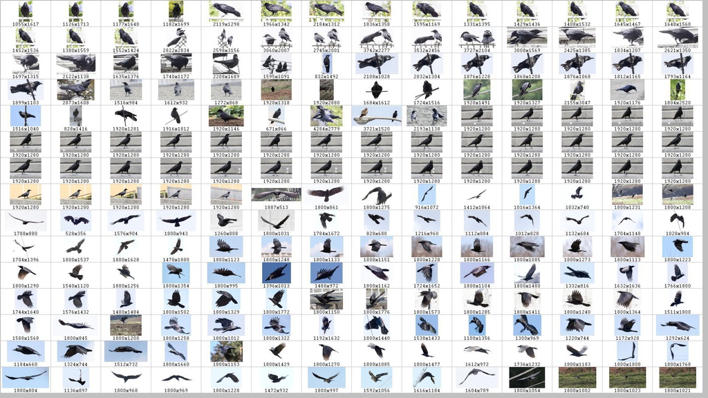 鳥のポーズ・素材集 カラス編