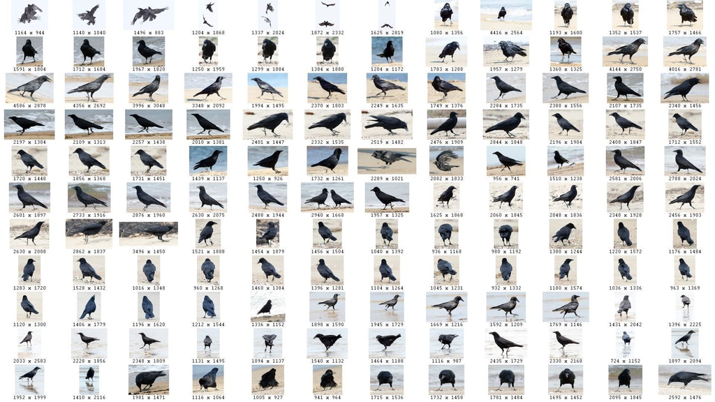 鳥のポーズ・素材集 カラス編