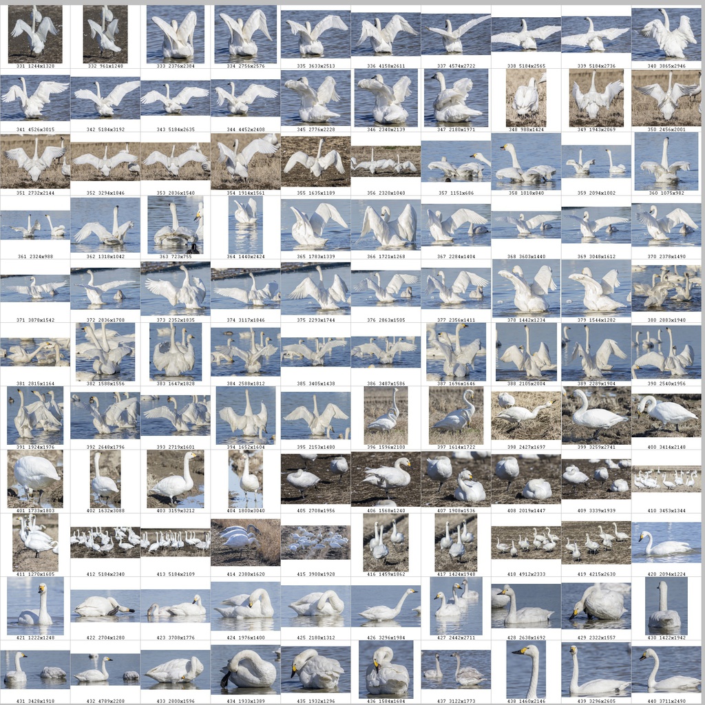 鳥のポーズ・素材集 ハクチョウ編