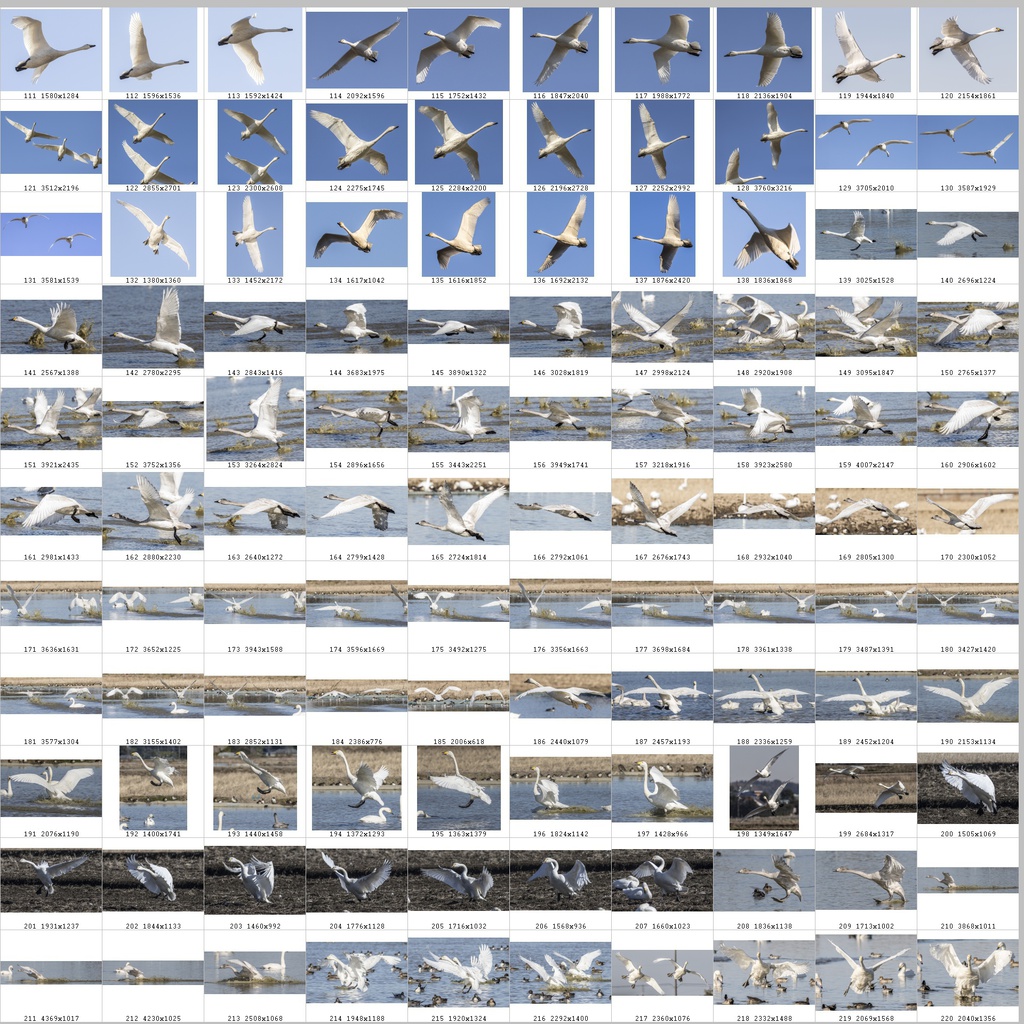 鳥のポーズ・素材集 ハクチョウ編