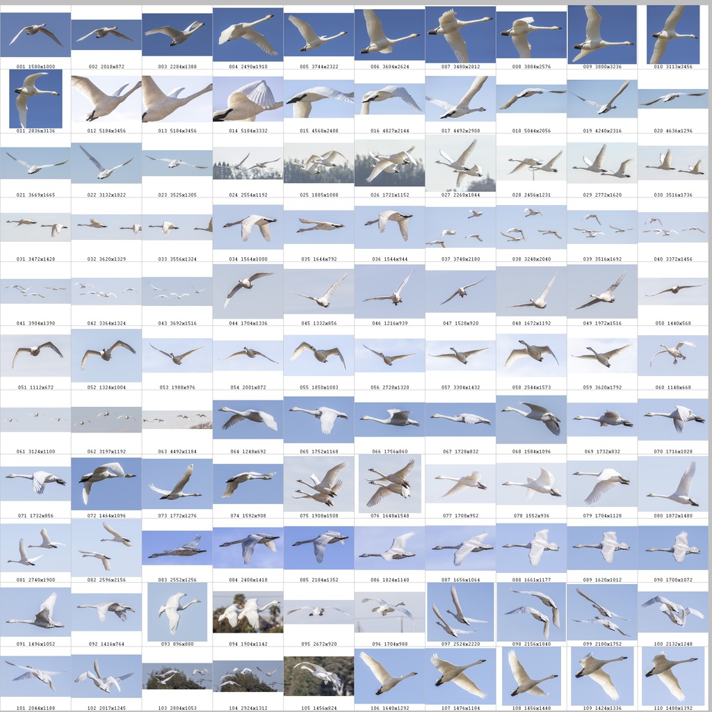 鳥のポーズ・素材集 ハクチョウ編