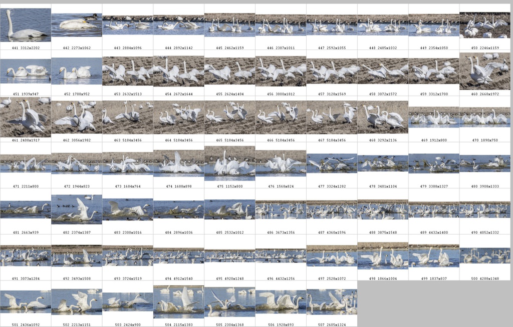 鳥のポーズ・素材集 ハクチョウ編