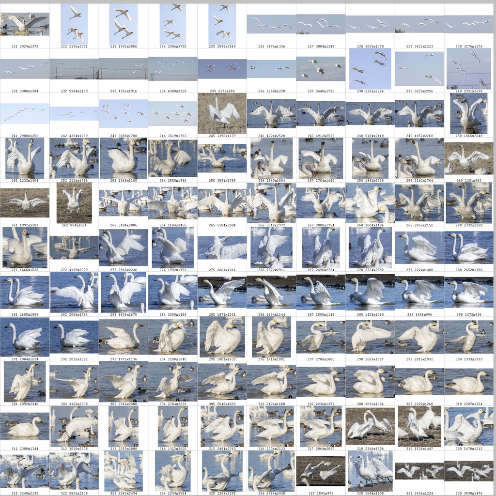 鳥のポーズ・素材集 ハクチョウ編