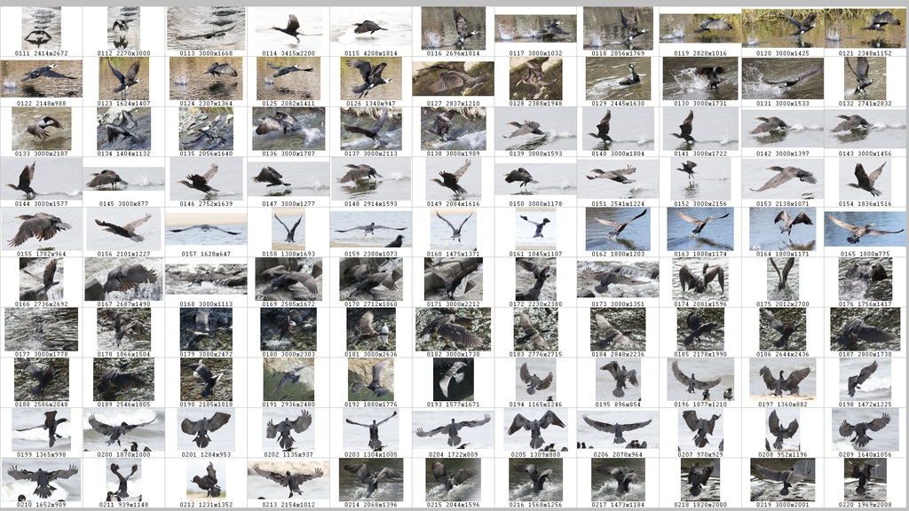 鳥のポーズ・素材集 カワウ編