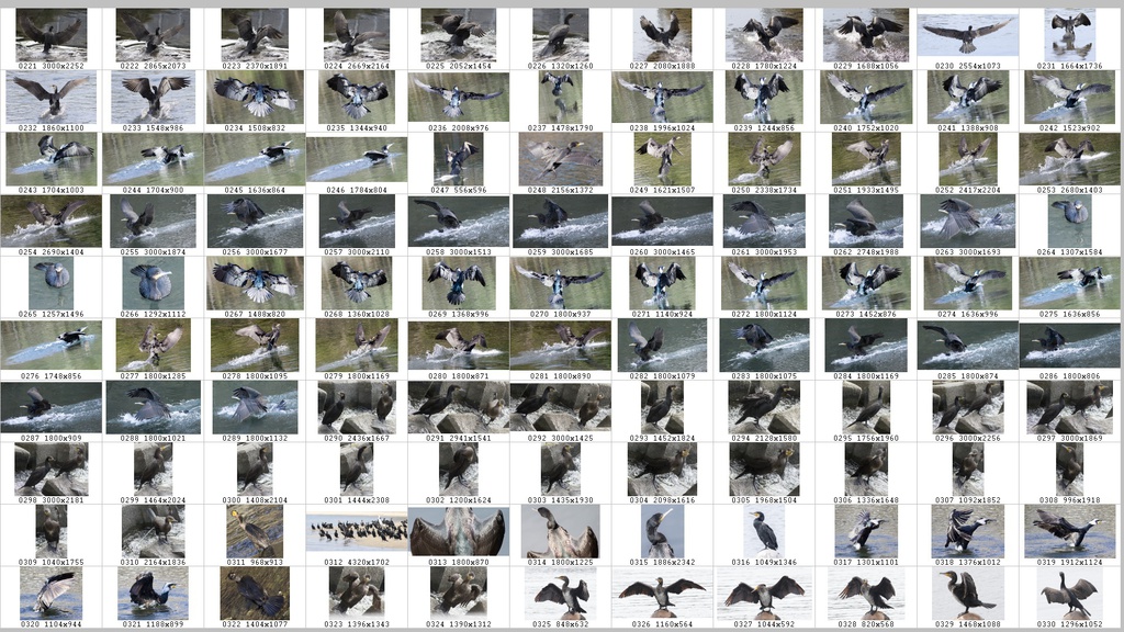 鳥のポーズ・素材集 カワウ編