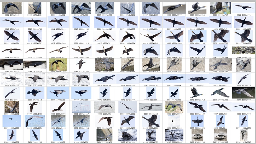 鳥のポーズ・素材集 カワウ編