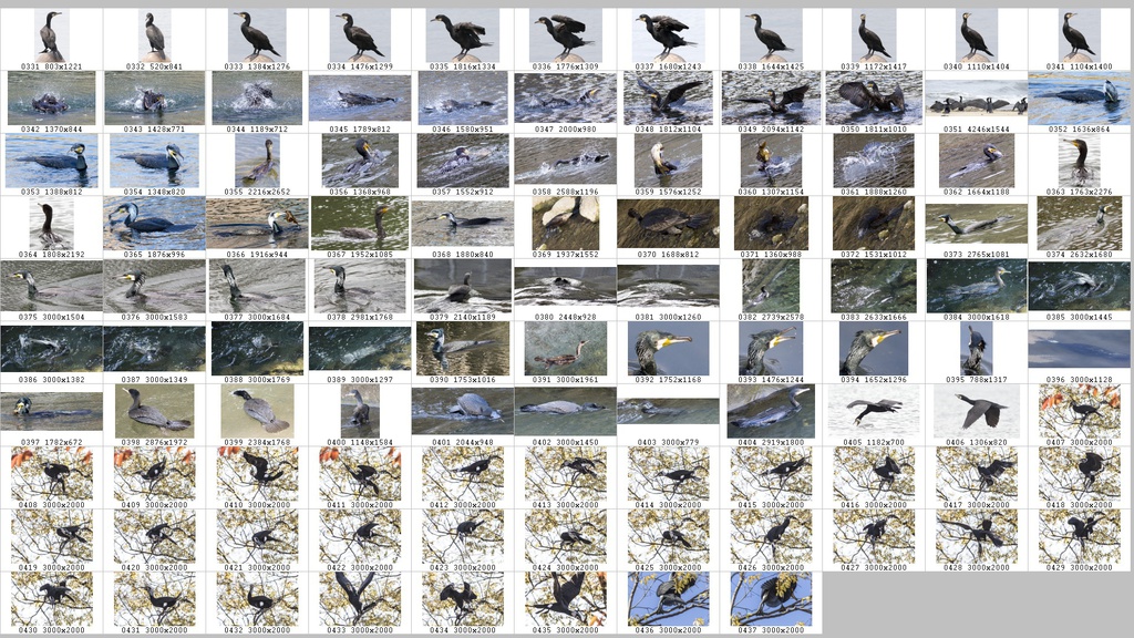 鳥のポーズ・素材集 カワウ編