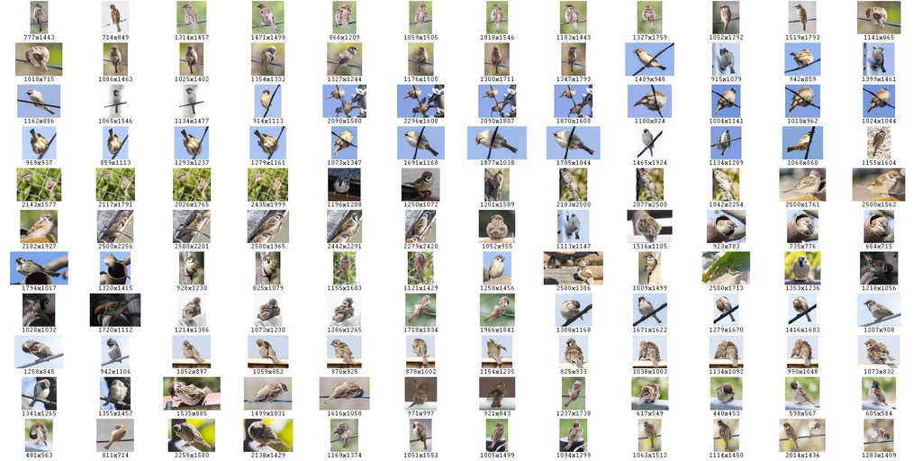 鳥のポーズ・素材集 スズメ編