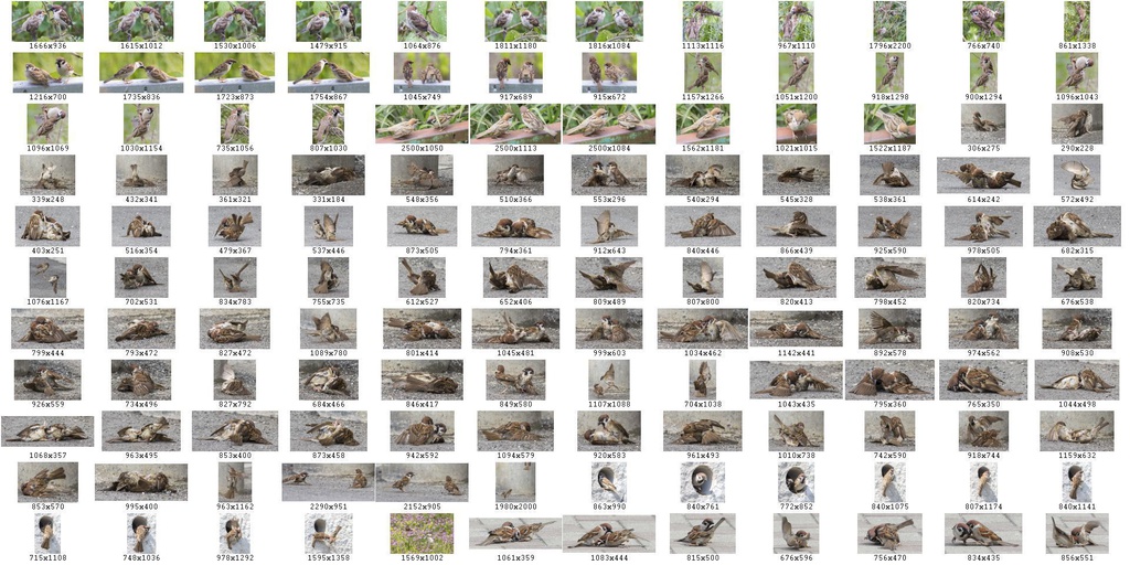 鳥のポーズ・素材集 スズメ編