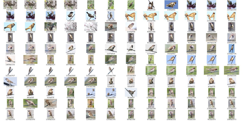 鳥のポーズ・素材集 スズメ編