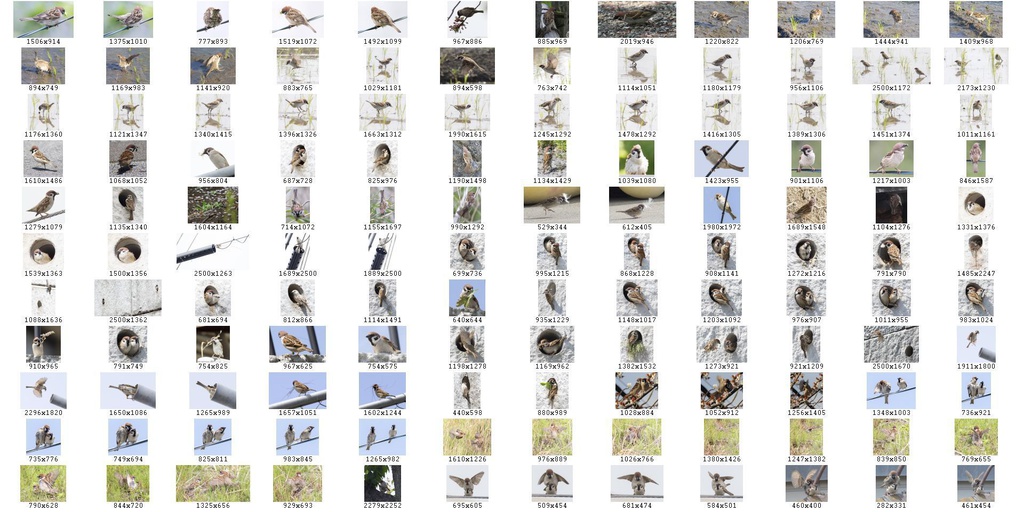 鳥のポーズ・素材集 スズメ編