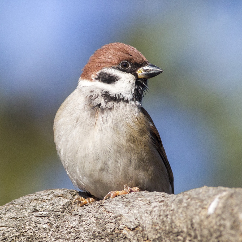 鳥のポーズ・素材集 スズメ編