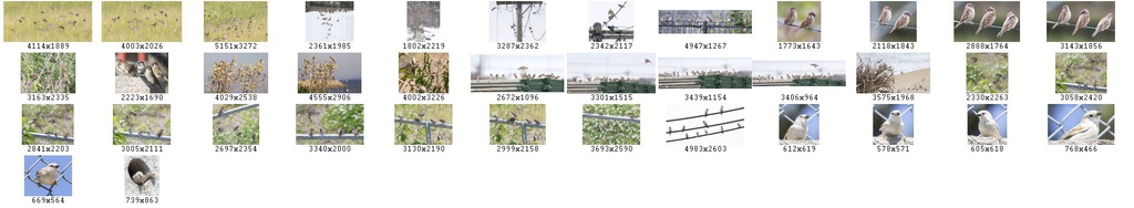 鳥のポーズ・素材集 スズメ編