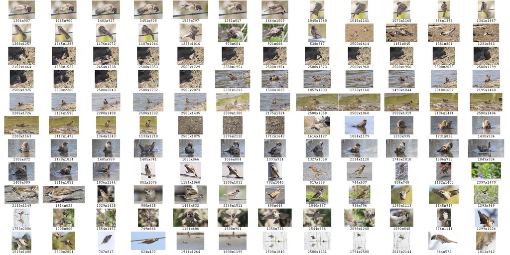 鳥のポーズ・素材集 スズメ編