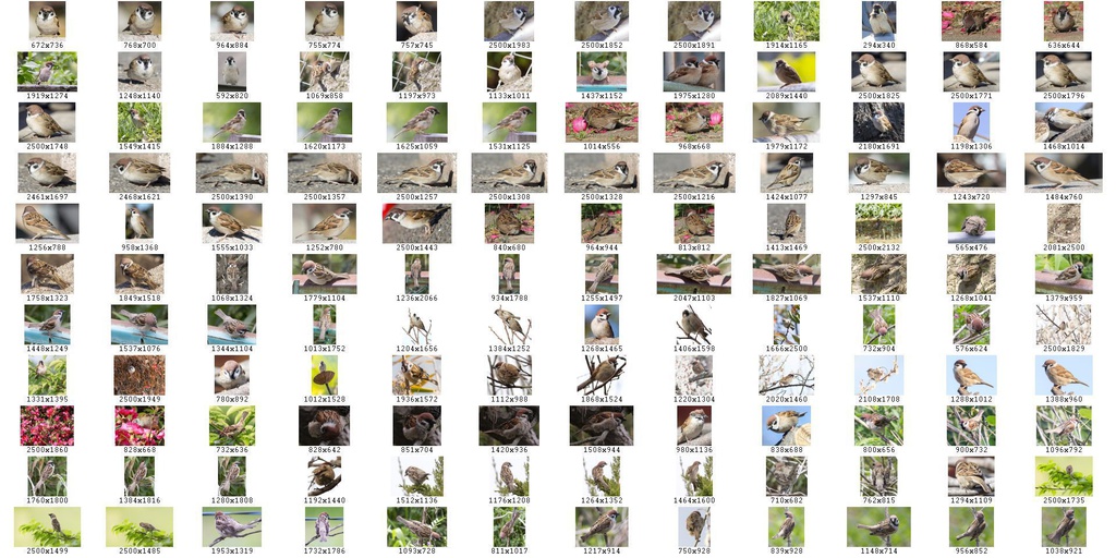 鳥のポーズ・素材集 スズメ編