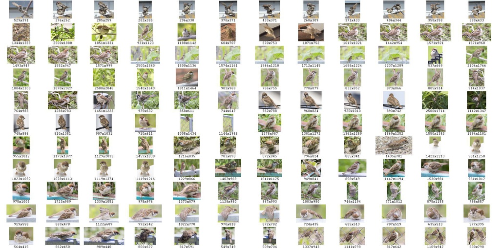 鳥のポーズ・素材集 スズメ編