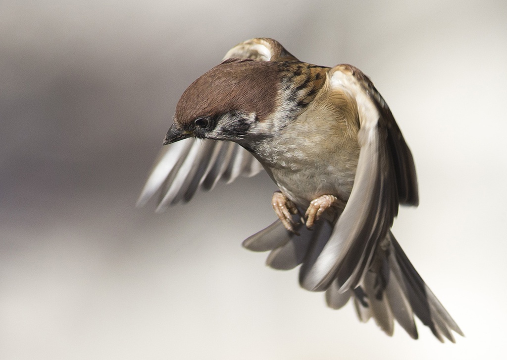 鳥のポーズ・素材集 スズメ編