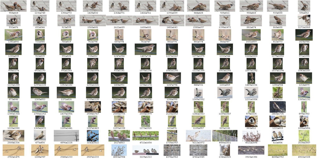 鳥のポーズ・素材集 スズメ編