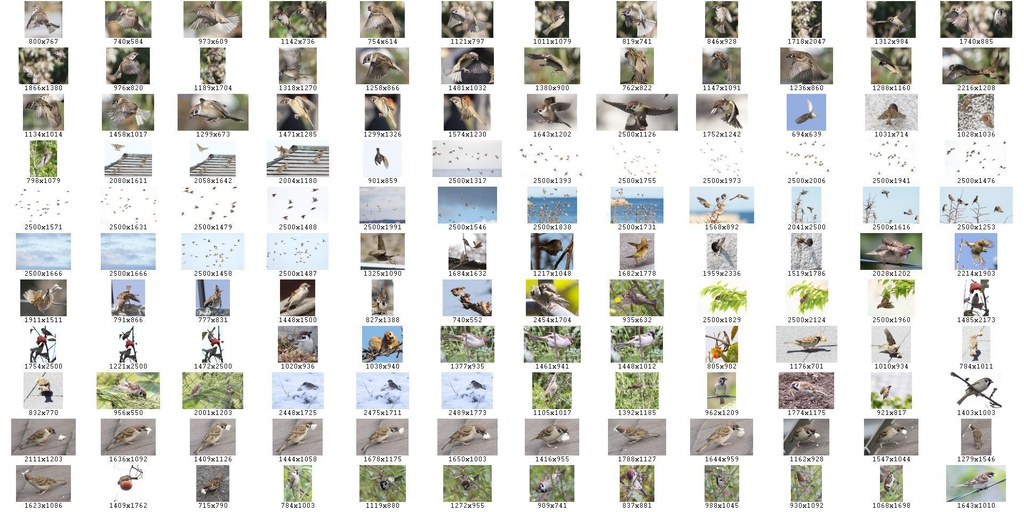鳥のポーズ・素材集 スズメ編