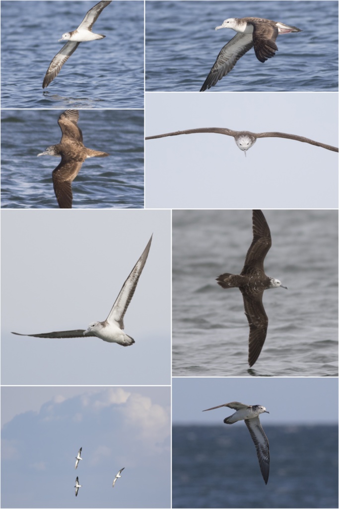 鳥のポーズ・素材集 オオミズナギドリ編