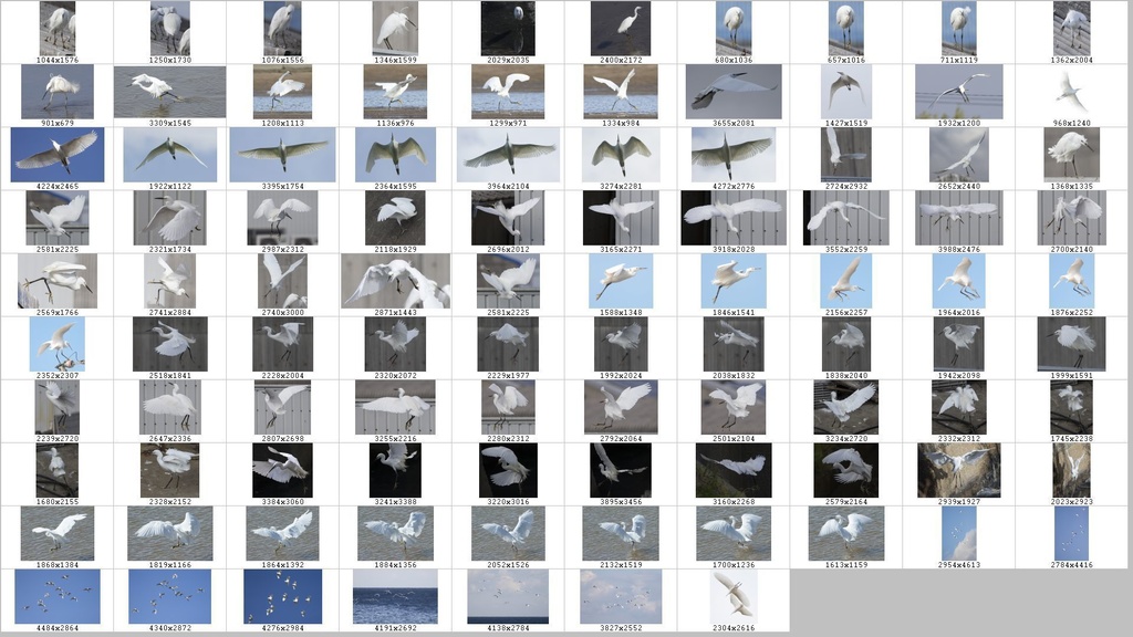 鳥のポーズ・素材集 サギ編