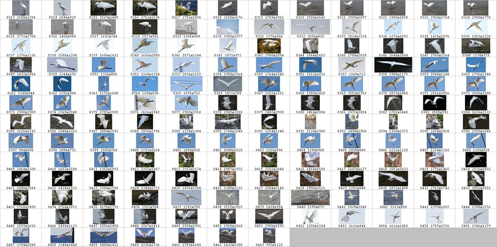 鳥のポーズ・素材集 サギ編