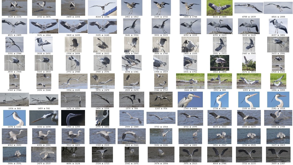 鳥のポーズ・素材集 サギ編