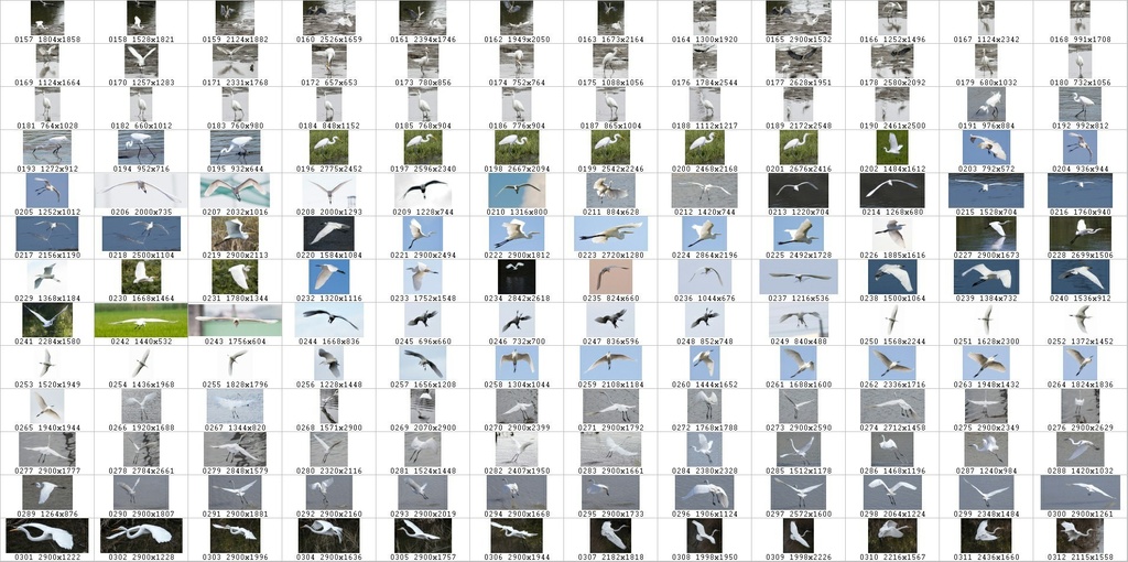 鳥のポーズ・素材集 サギ編