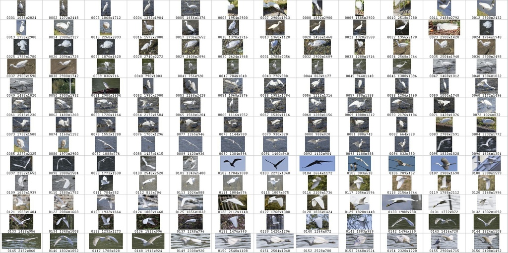 鳥のポーズ・素材集 サギ編